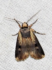 Effractilis effracta