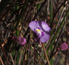 Utricularia uniflora