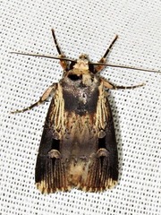 Effractilis effracta