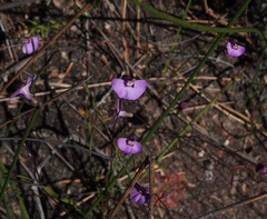Utricularia uniflora