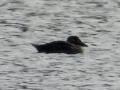 Melanitta perspicillata