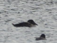 Melanitta perspicillata