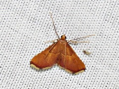 Endotricha erythralis