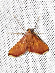 Endotricha erythralis