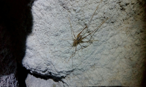 Laetitia's Cave Cricket