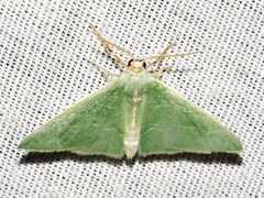 Neromia
