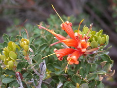 Lambertia inermis