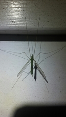 Leptotarsus virescens