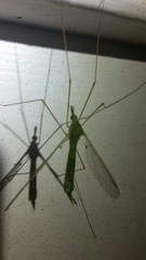 Leptotarsus virescens