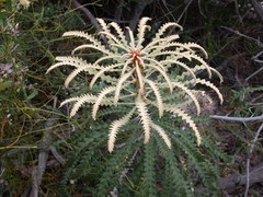 Banksia speciosa