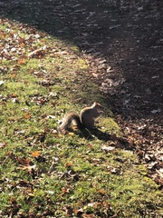 Sciurus carolinensis