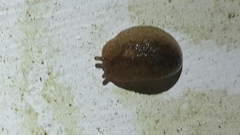 Pseudaneitea