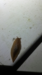 Pseudaneitea