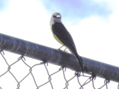 Tyrannus melancholicus