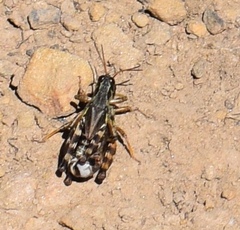 Melanoplus gothicus