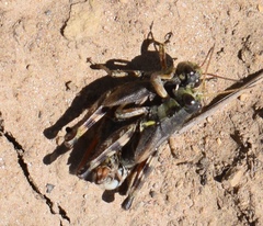 Melanoplus gothicus