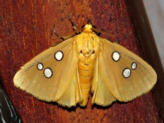 Rhanidophora cinctigutta