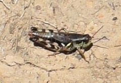 Melanoplus gothicus