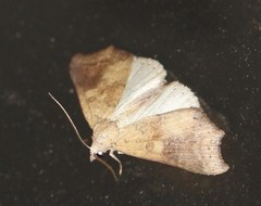 Axiocteta oenoplex