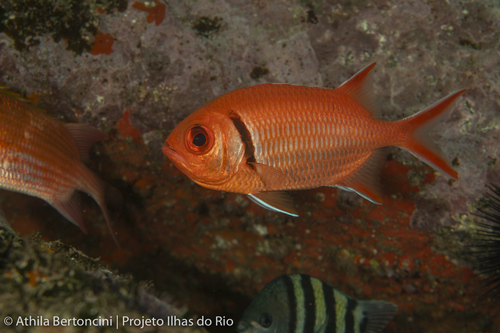 Bastard soldierfish (Myripristis jacobus) — Holocentridae