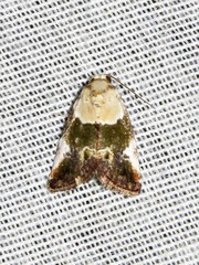 Hypercodia wheeleri