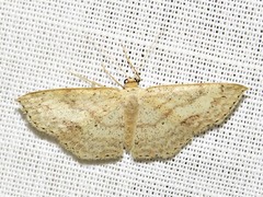 Scopula internata