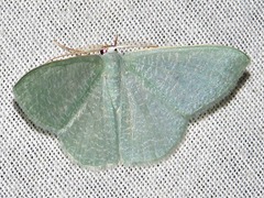 Prasinocyma immaculata