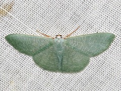 Prasinocyma immaculata