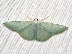 Prasinocyma immaculata