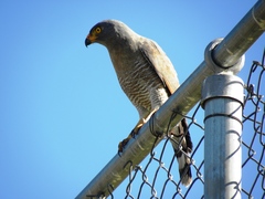 Rupornis magnirostris