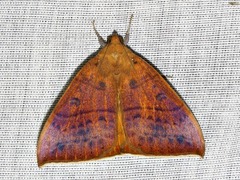 Achaea klugii