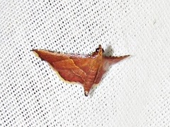 Endotricha erythralis