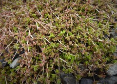 Crassula mataikona
