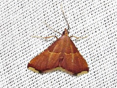 Endotricha erythralis