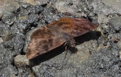 Ebrietas osyris