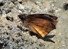 Ebrietas osyris