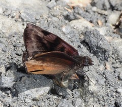 Ebrietas osyris