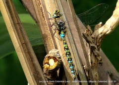 Rhionaeschna marchali