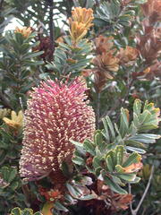 Banksia praemorsa