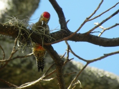 Melanerpes rubricapillus