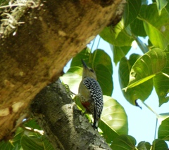 Melanerpes rubricapillus