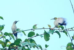 Arachnothera modesta