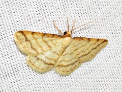 Heterostegane rectistriga