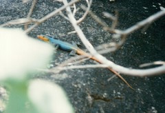 Platysaurus intermedius subniger
