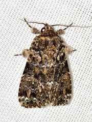 Callopistria latreillei