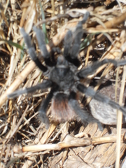 Dugesiella anitahoffmannae