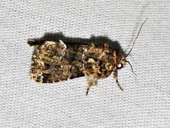 Callopistria latreillei