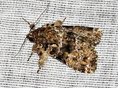 Callopistria latreillei