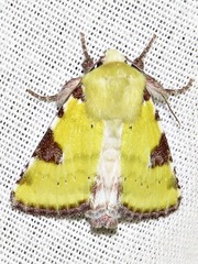 Heliothis flavirufa