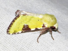 Heliothis flavirufa